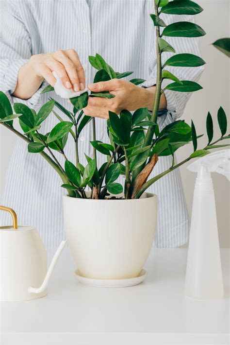 廁所種植物風水|風水植物｜不只富貴竹！7款招財/招桃花植物推介+不 